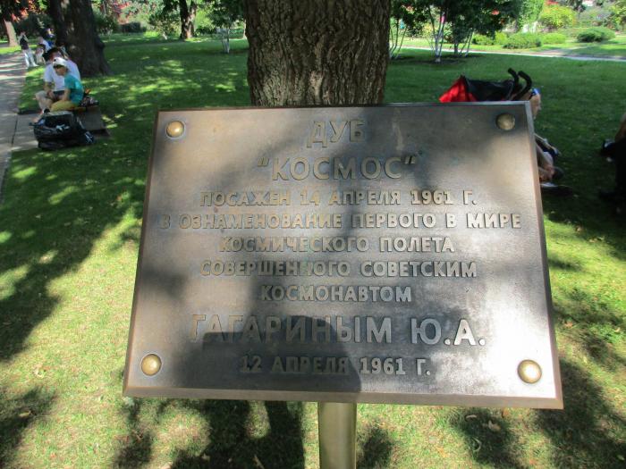 Дуб Космос, посаженный Ю. Гагариным на территории Тайницкого парка в Москве