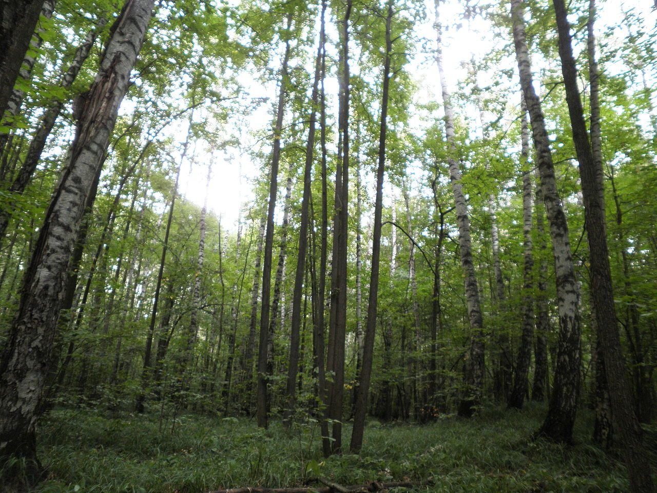 Битцевский лес