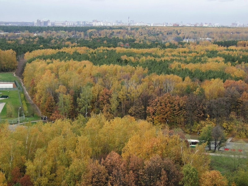 Чоботовский лес